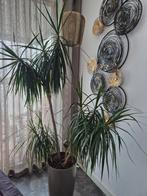 Prachtige Dracaena Marginata 160 x 120 cm, Huis en Inrichting, Kamerplanten, Ophalen, Overige soorten, Halfschaduw, 150 tot 200 cm