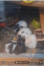 1 hamster 8 weken, Dieren en Toebehoren, Meerdere dieren, Hamster, Na 1 juli 2024