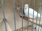 Lachduiven., Dieren en Toebehoren, Meerdere dieren, Geringd