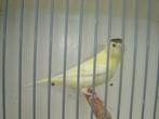 Kanarie.., Dieren en Toebehoren, Vogels | Kanaries, Geslacht onbekend