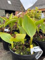 Indische Bloemriet, (Canna Indica) rood, in pot., Tuin en Terras, Planten | Tuinplanten, Zomer, Overige soorten, Ophalen, Volle zon