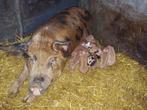Biggen Duroc x Berkshire, Dieren en Toebehoren, Meerdere dieren, Varken, 0 tot 2 jaar