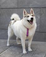 Sever zoekt een gezin, Particulier, Reu, Eén hond, 3 tot 5 jaar