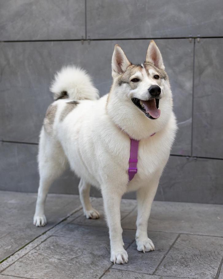 Sever zoekt een gezin, Dieren en Toebehoren, Honden | Niet-rashonden, Reu, Particulier, Eén hond, Buitenland, 3 tot 5 jaar, Parvo