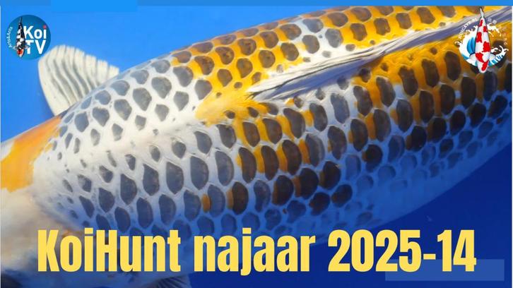 Japanse koi Sekiguchi Marujyu Kanno, Dieren en Toebehoren, Vissen | Vijvervissen, Karper of Koi