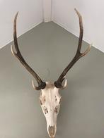 Diverse hoorns en schedels, Verzamelen, Dierenverzamelingen, Ophalen of Verzenden, Zo goed als nieuw, Overige soorten, Schedel