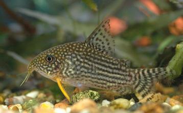 Corydoras sterbai & plateaus 5x aquariumvissen beschikbaar voor biedingen