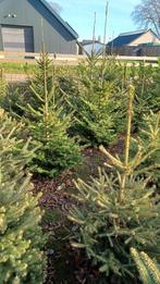 Kerstbomen groot en klein, Ophalen of Verzenden, Volle zon, Overige soorten