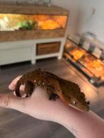 Correlophus ciliatus - Wimpergekko - crested gecko, Hagedis, 0 tot 2 jaar