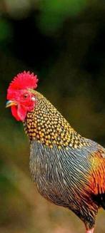 Dieren opvang, Dieren en Toebehoren, Pluimvee, Meerdere dieren