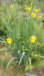 Gele lis vijver oever plant, Ophalen, Volle zon, Vaste plant, Zomer