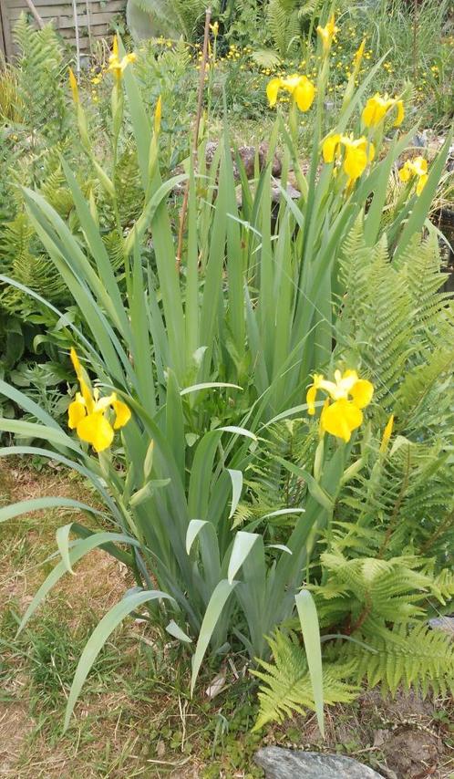 Gele lis vijver oever plant, Tuin en Terras, Planten | Tuinplanten, Vaste plant, Vijverplanten, Volle zon, Zomer, Ophalen