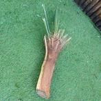 Bananen bloem en palm stronk, Ophalen of Verzenden