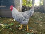 Jonge Amrock en Barnevelder hanen, Dieren en Toebehoren, Pluimvee, Mannelijk, Kip
