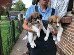 leuke australian shepherd x kooiker, Dieren en Toebehoren, Rabiës (hondsdolheid), Overige rassen, 8 tot 15 weken, Meerdere dieren