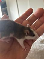 Jonge ratjes te koop, Mannelijk, Hamster