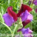 Zaden lathyrus matucana, Verzenden, Volle zon