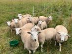 Swifter dekrammen, Dieren en Toebehoren, Schapen, Geiten en Varkens, Mannelijk, Schaap