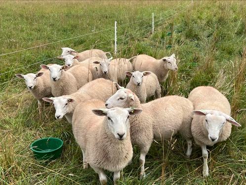 Swifter dekrammen Nog 5 beschikbaar., Dieren en Toebehoren, Schapen, Geiten en Varkens, Schaap, Mannelijk