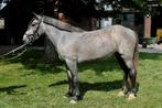 Goed springende jonge pony met top karakter, Dieren en Toebehoren, Merrie, B, Springpony, 3 tot 6 jaar