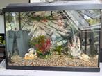 Aquarium te koop! (Zonder inhoud), Ophalen, Zo goed als nieuw, Leeg aquarium