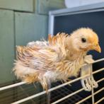Cochin kriel kuikens van 10 juli, Dieren en Toebehoren, Pluimvee, Geslacht onbekend, Kip