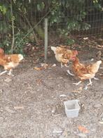 Kippen, Dieren en Toebehoren, Pluimvee, Vrouwelijk, Kip