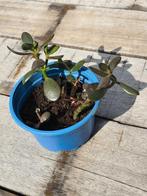 GRATIS: Crassula ovata plantjes (Jade plant), Huis en Inrichting, Kamerplanten, Ophalen, Vetplant, Halfschaduw, In pot