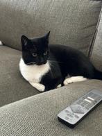 Lieve huiskat zoekt een nieuw thuis, 3 tot 5 jaar