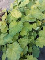 Heuchera villosa macrorrhiza, Vaste plant, Halfschaduw, Zomer, Ophalen