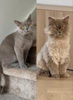 Twee lieve katten aangeboden, Dieren en Toebehoren, Katten en Kittens | Raskatten | Korthaar, Poes
