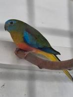 Turquoisine parkieten., Dieren en Toebehoren, Vogels | Parkieten en Papegaaien, Meerdere dieren, Parkiet, Geringd