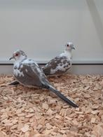 1-1 Diamantduif bont, Dieren en Toebehoren, Vogels | Overige Vogels, Meerdere dieren, Tropenvogel