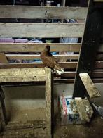 Mooie duiven, Dieren en Toebehoren