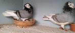 Te koop sierduiven Oudhollands kapucijnen duiven, Dieren en Toebehoren, Meerdere dieren, Overige soorten