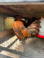 Baardkuifhoenkriel, Dieren en Toebehoren, Pluimvee, Mannelijk, Kip