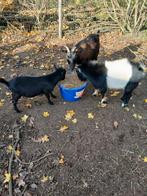 Bokjes, Dieren en Toebehoren, Mannelijk, Geit, 0 tot 2 jaar