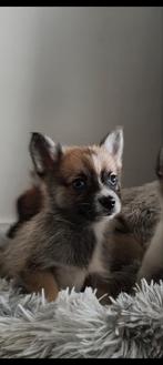 Nog 2 reutjes te reserveren! Knappe Pomeriaan x Pomsky pups, Dieren en Toebehoren, Honden | Chihuahua's en Gezelschapshonden, Nederland