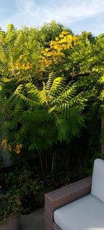 Rhus boom, Tuin en Terras, Zomer, Overige soorten, Ophalen, 100 tot 250 cm