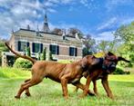 Rhodesian Ridgeback top pups, Dieren en Toebehoren, Overige rassen, CDV (hondenziekte), 8 tot 15 weken, Meerdere