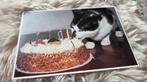 Poes smult van verjaardagstaart, Verzenden, 1980 tot heden, Ongelopen, Hond of Kat