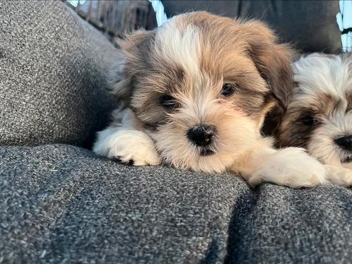 Knappe speelse Boomer pups, Dieren en Toebehoren, Honden | Chihuahua's en Gezelschapshonden, Meerdere dieren, Overige rassen, Fokker | Professioneel
