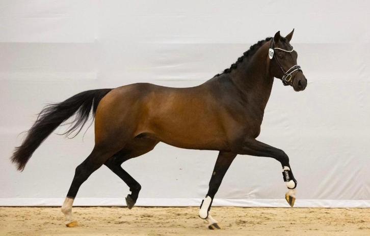 Super brave, 4 jarig paard te koop, Dieren en Toebehoren, Paarden, Ruin, L, 175 cm of meer, 3 tot 6 jaar, Dressuurpaard, Met stamboom