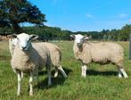 Tekoop swifter stamboek dekrammen, Dieren en Toebehoren, Schapen, Geiten en Varkens, Mannelijk, Schaap