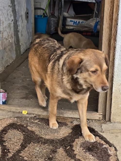 Leo, Dieren en Toebehoren, Honden | Niet-rashonden, Middel, Reu, Particulier, Eén hond, Buitenland, 1 tot 2 jaar, CDV (hondenziekte)