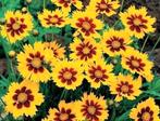 🌼 Biologische Meisjesogen zaden te koop 🌼, Ophalen of Verzenden, Voorjaar, Volle zon, Zaad
