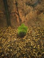 2 mosbollen S en M, Ophalen, Gebruikt, Plant(en), Steen of Hout