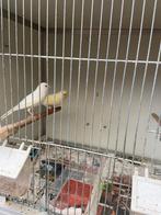 Te Koop, Dieren en Toebehoren, Vogels | Duiven, Meerdere dieren, Overige soorten