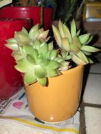 Vetplant in pot geel potje stekje moederplant moeder plant, Ophalen of Verzenden, In pot, Halfschaduw, Minder dan 100 cm