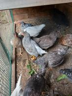 Prachtige araucana kuikens blauwlegger, Dieren en Toebehoren, Pluimvee, Meerdere dieren, Kip